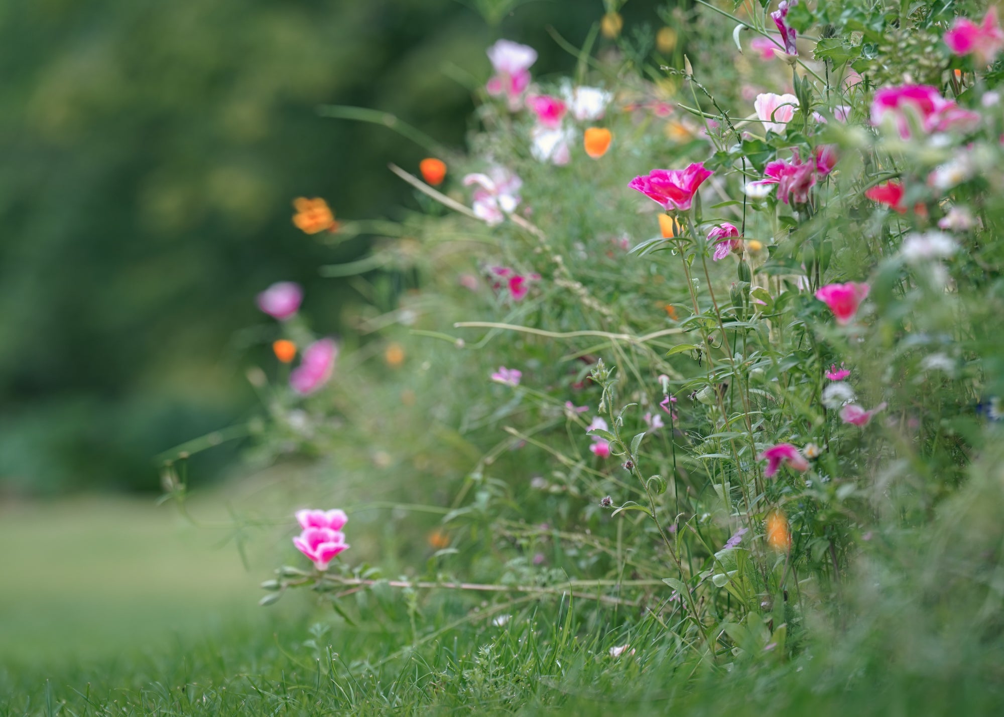 🌸 Thoughtful Ways to Celebrate Mother’s Day