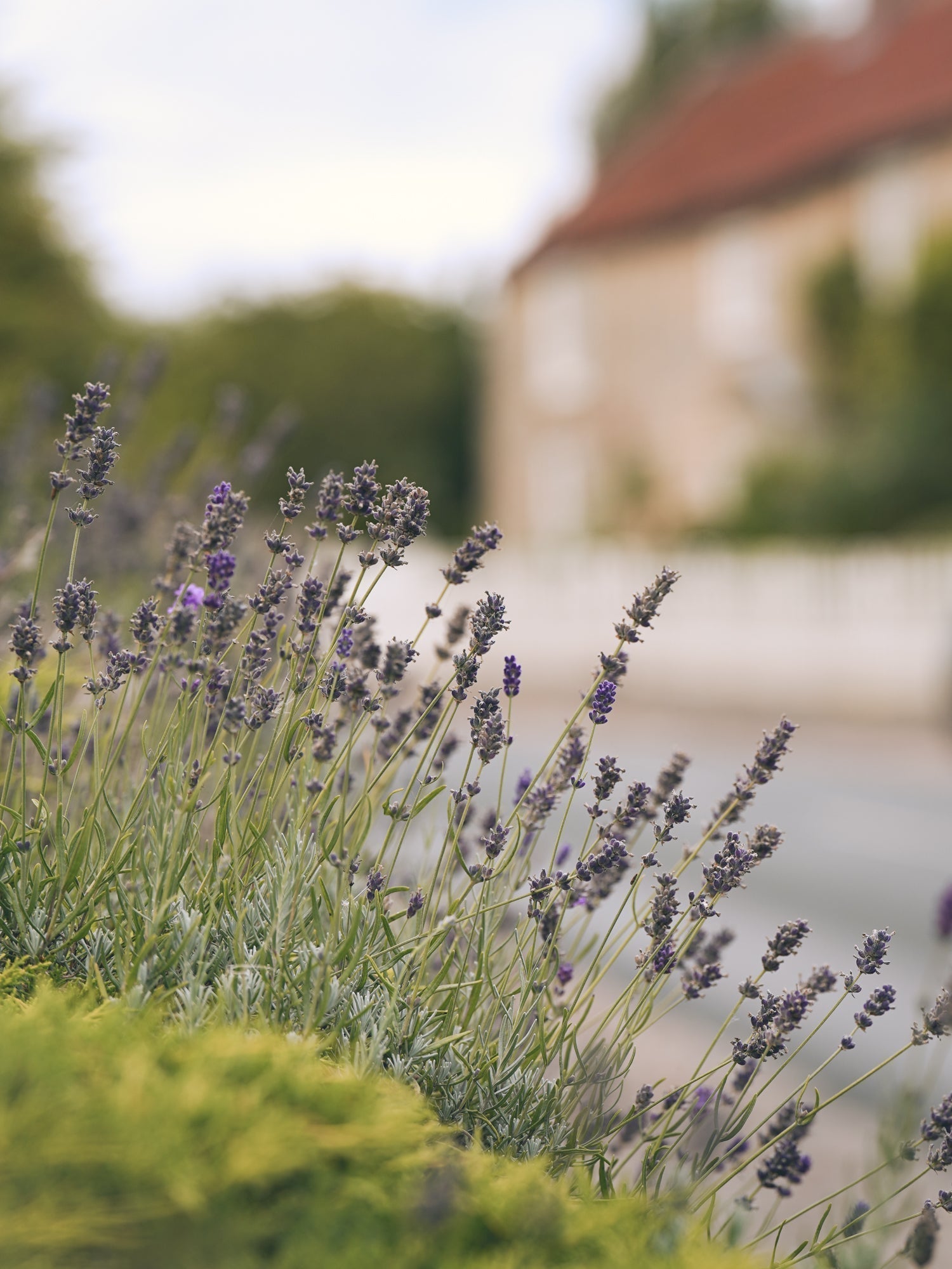Have You Cut Back Your Lavender Yet? 💜