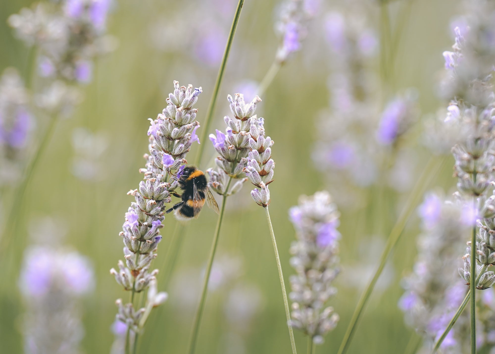 White Lavender – A Calming Retreat for the Senses