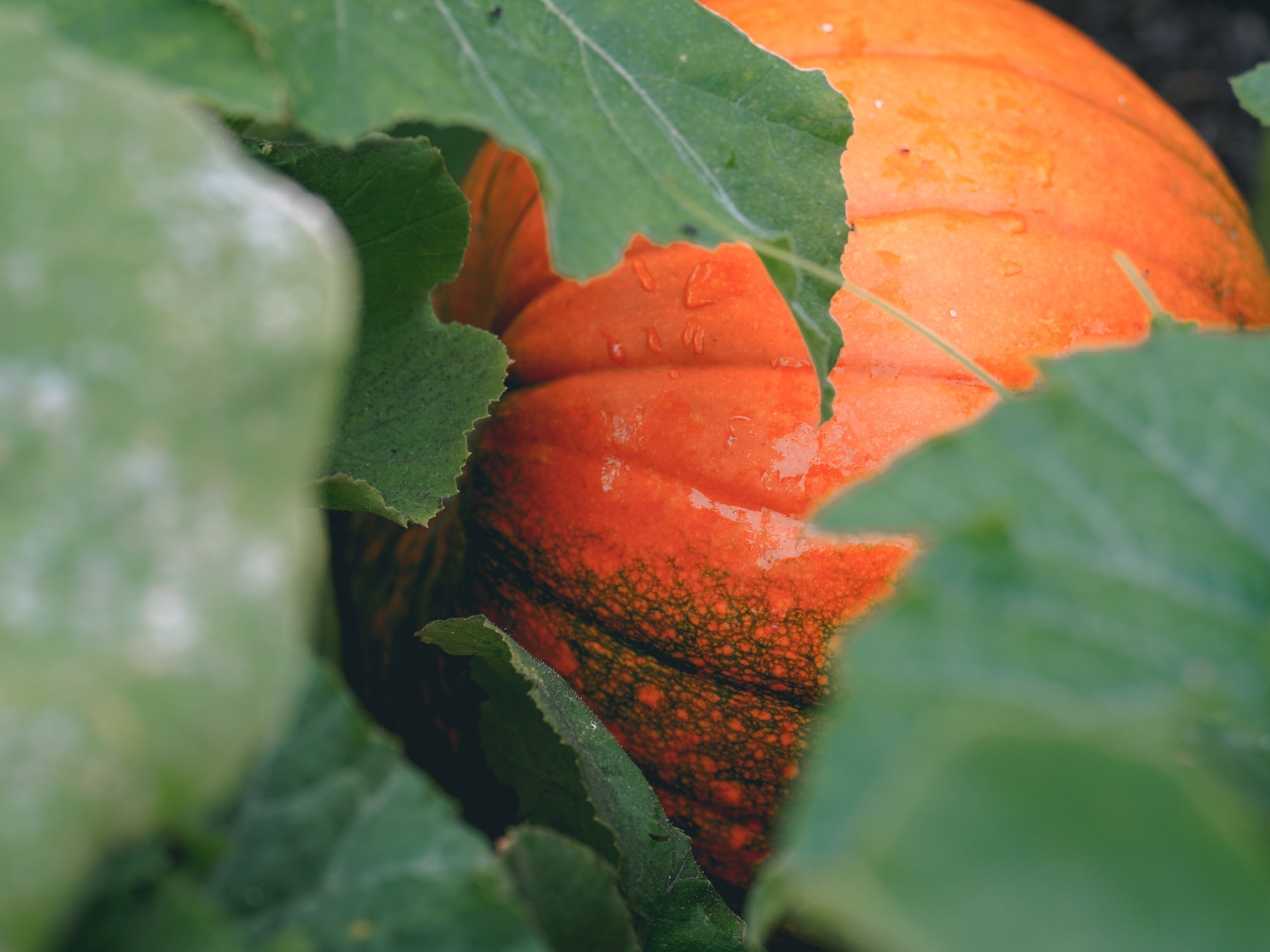 The Perfect October Scent: Pumpkin Patch