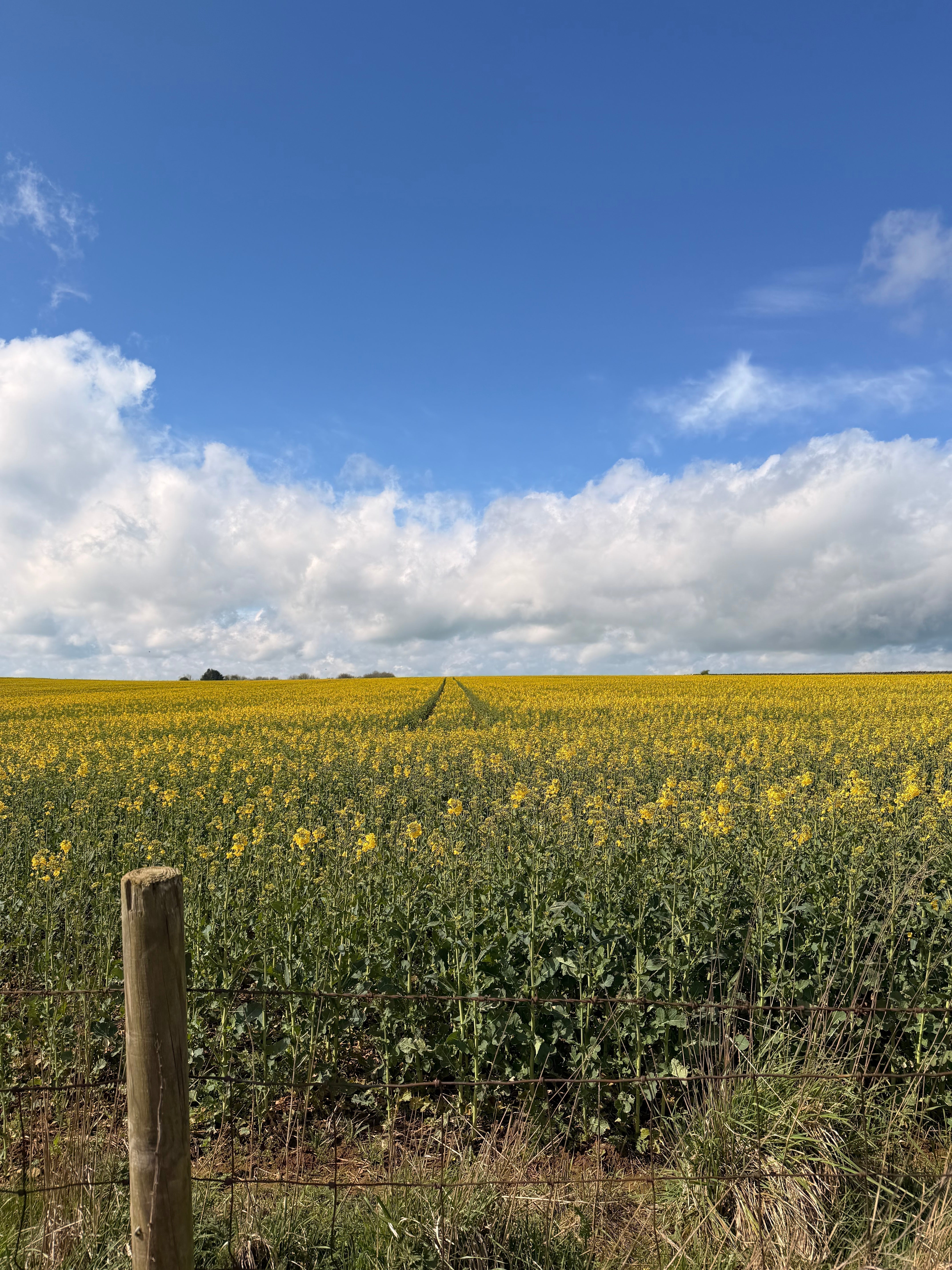 Yorkshire field full of yellow rapeseed plants with blue skies and white clouds