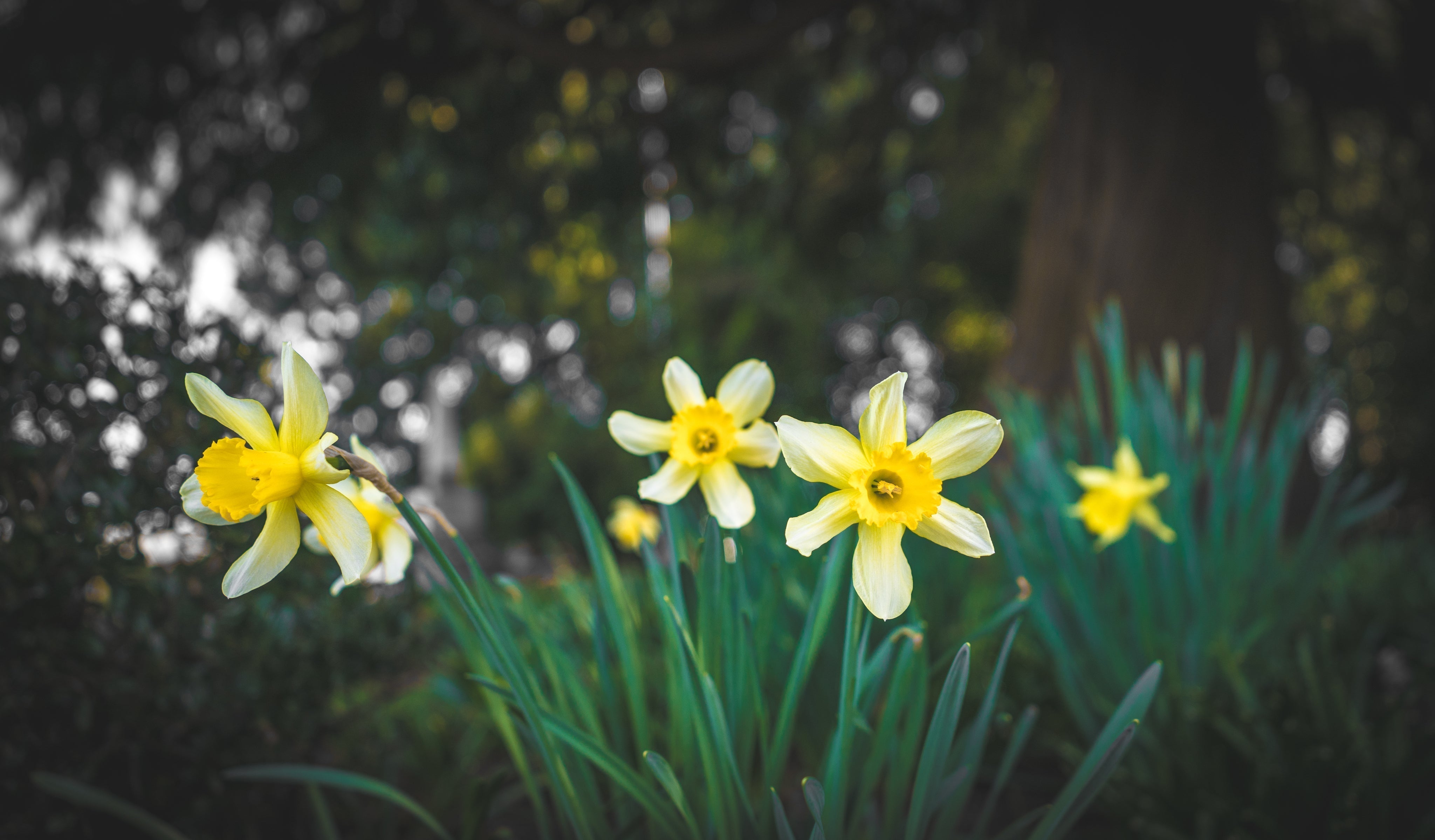 The Spring Equinox: Sunshine, Spring Days & the Joy of a New Season