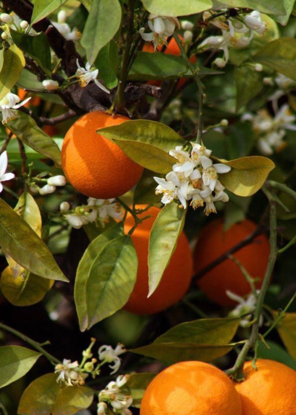 Oranges with green leaves and white flowers on a tree