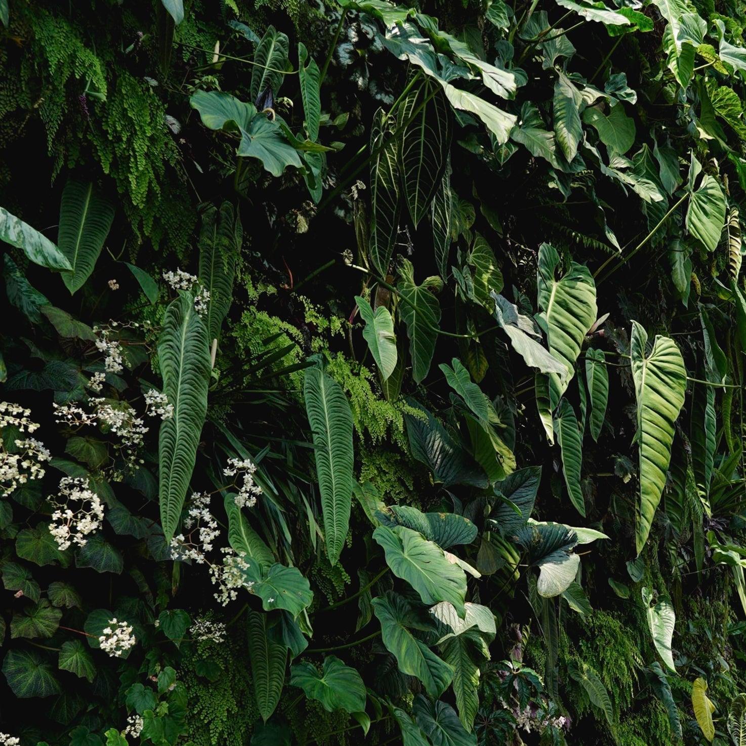 BOTANICAL GARDEN Scented Soy Candles - Botanic & Wild