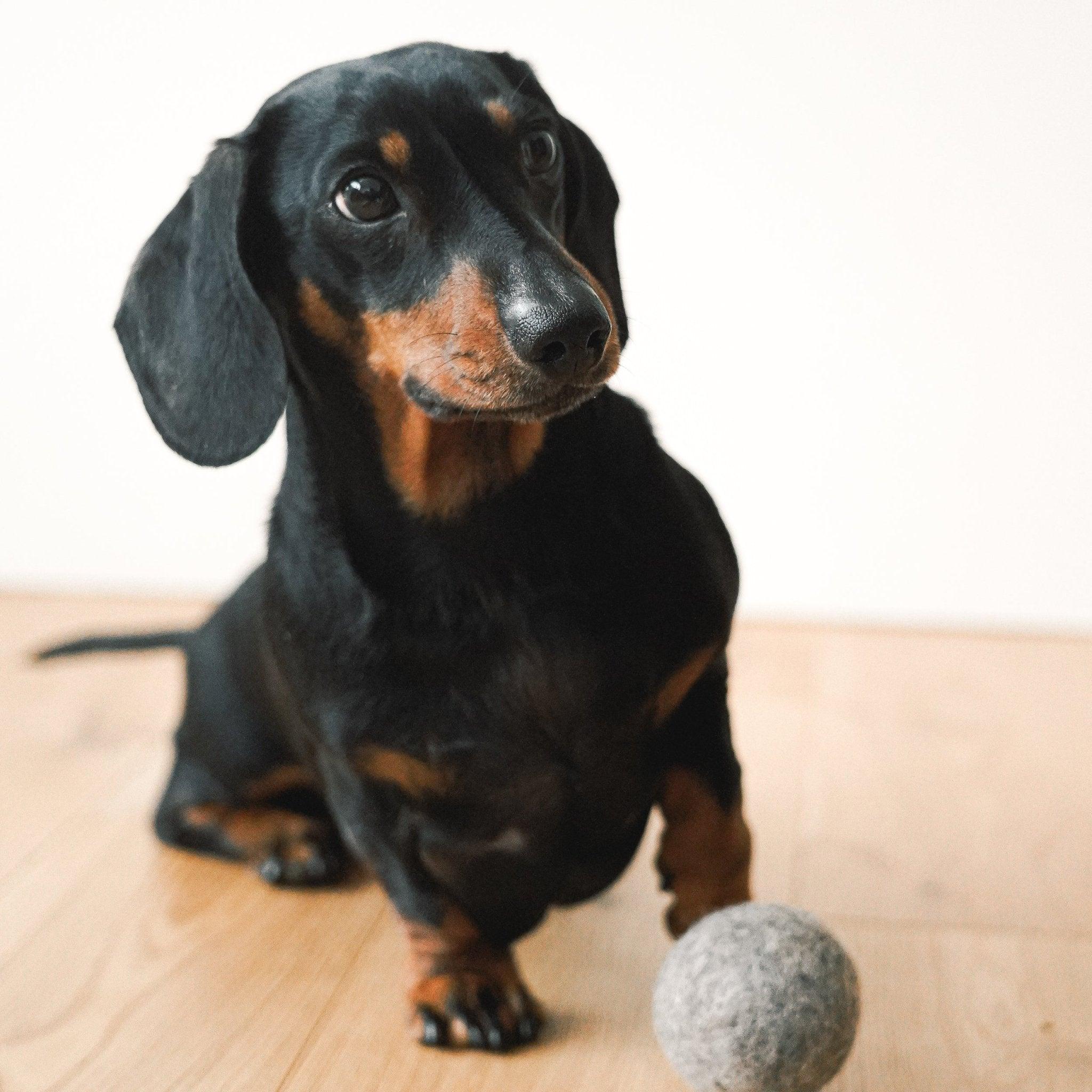 Natural Wool Balls Dog Toy - Botanic & Wild