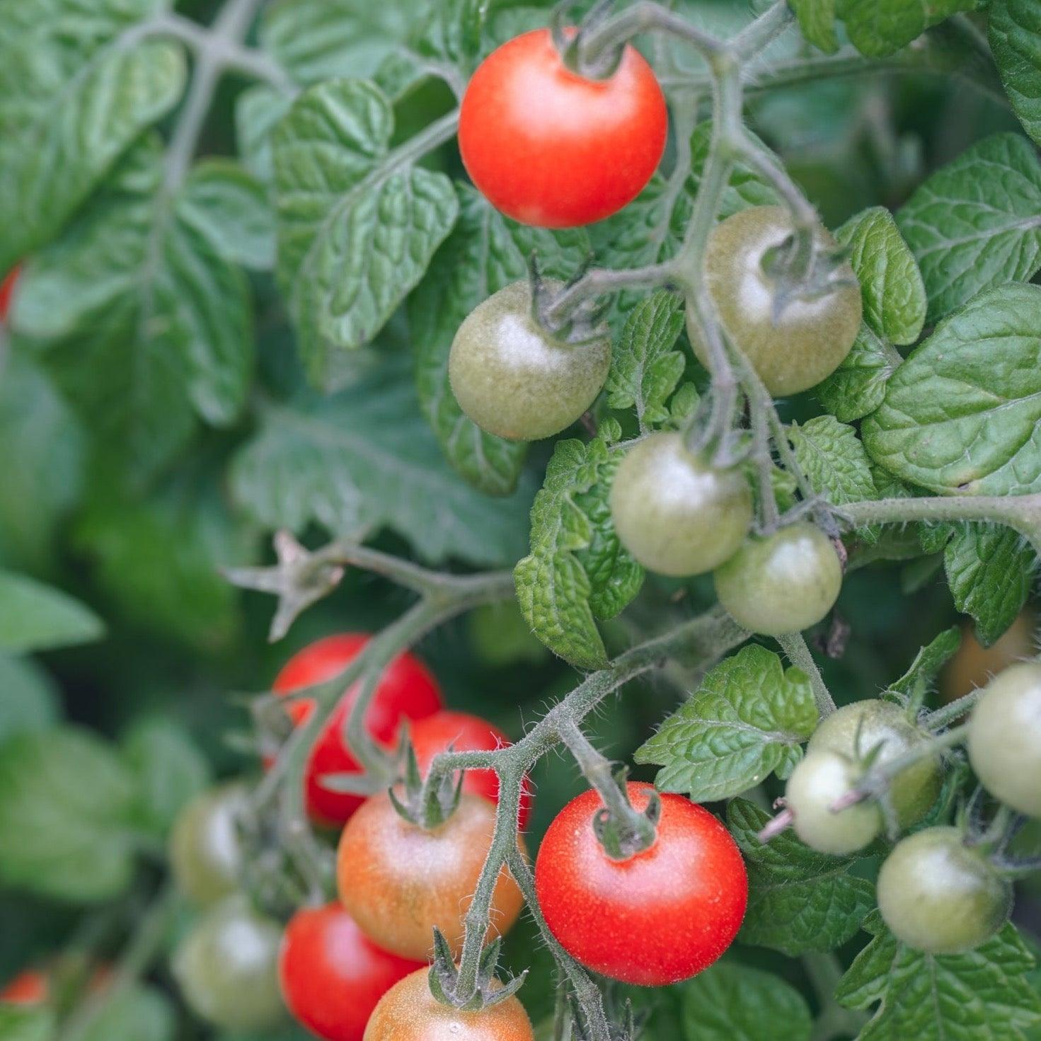 Tiny Tim Tomato Seeds - Botanic & Wild