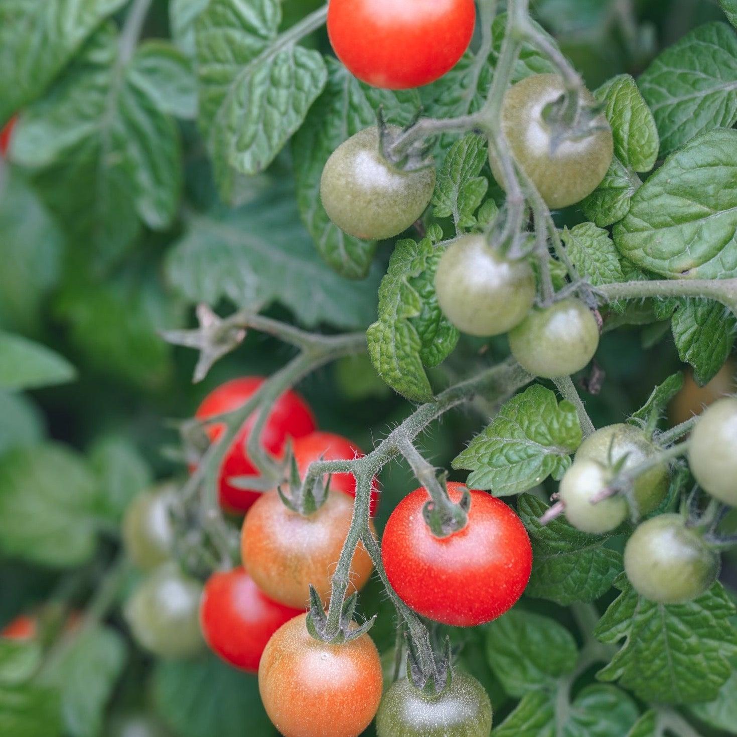 VINE TOMATO Scented Soy Candles - Botanic & Wild