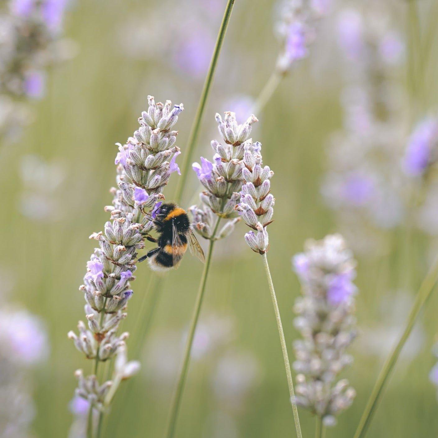 WHITE LAVENDER Reed Diffuser - Botanic & Wild