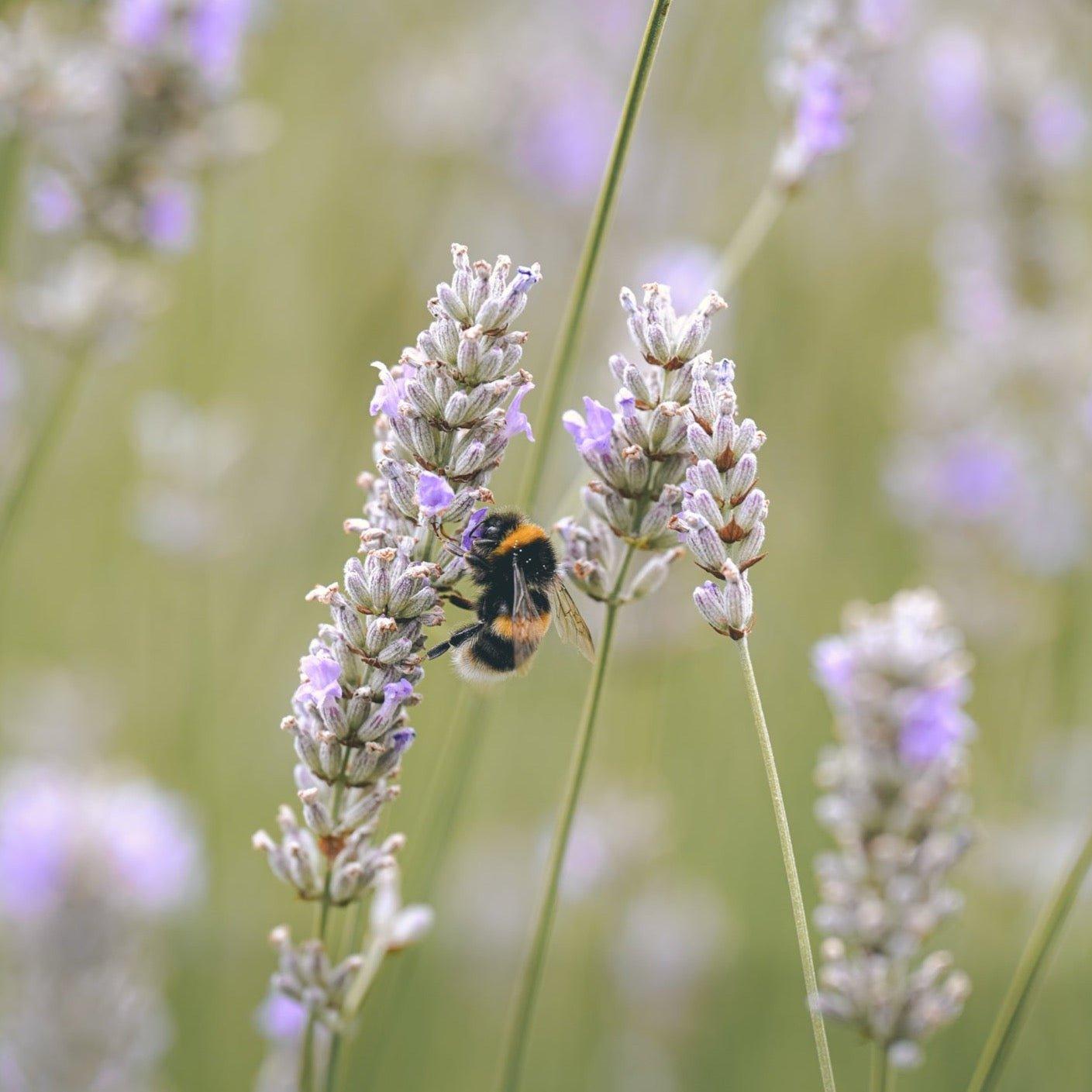 WHITE LAVENDER Scented Soy Candles - Botanic & Wild