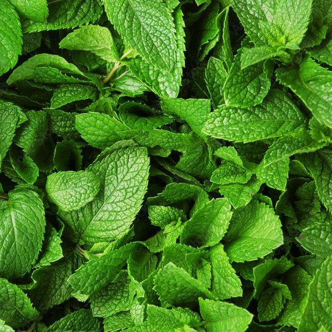 WILD MINT Scented Soy Candles - Botanic & Wild