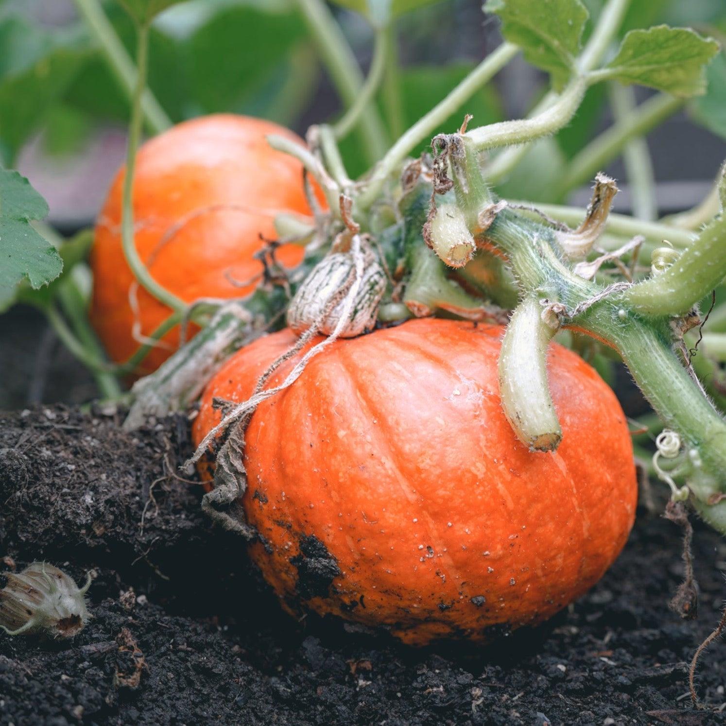 PUMPKIN PATCH Scented Soy Candles - Botanic & Wild