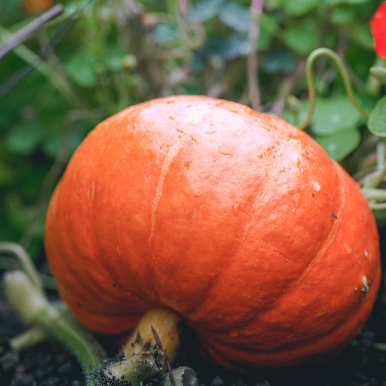 PUMPKIN PATCH Scented Soy Candles - Botanic & Wild