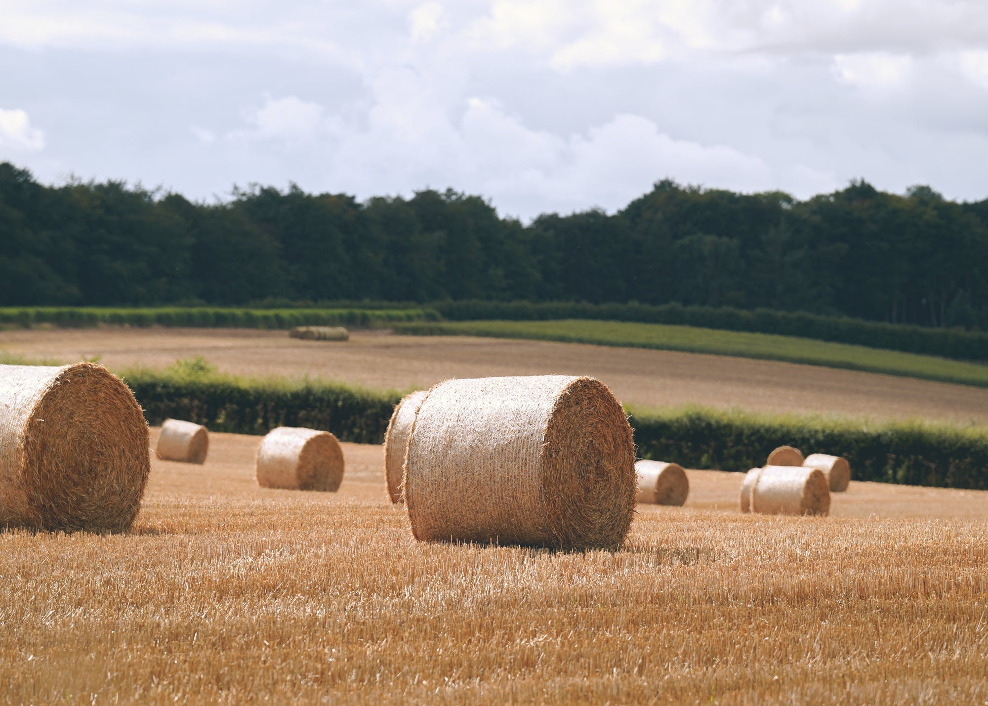 August in the British countryside