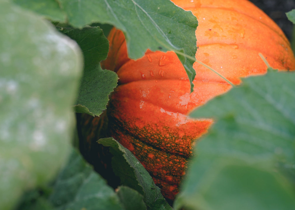 Pumpkin Candles and Botanical Wax Melts: Meet Pumpkin Patch