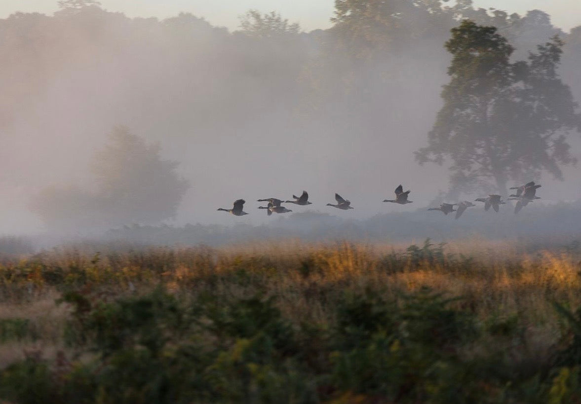 The Magic of a Misty Morning