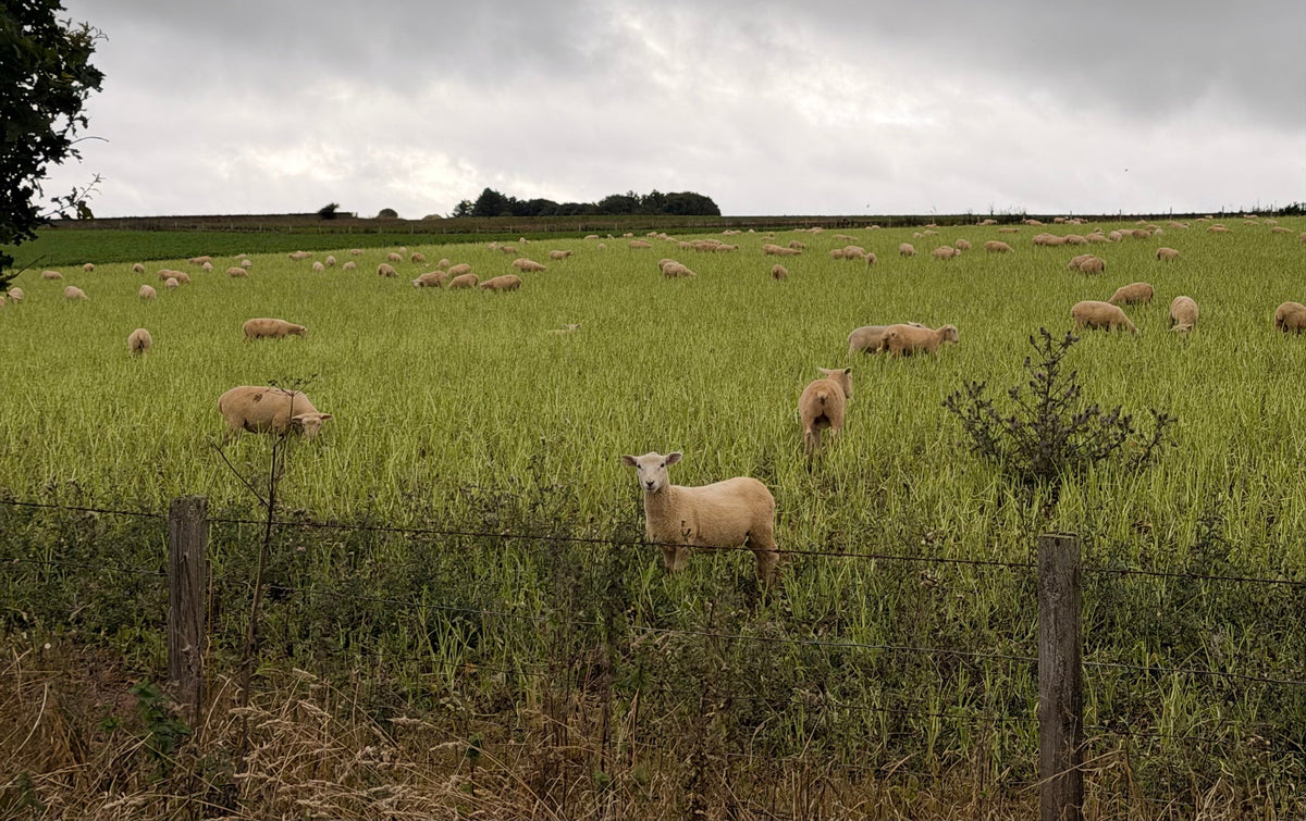 THE CHANGING SCENT OF THE COUNTRYSIDE