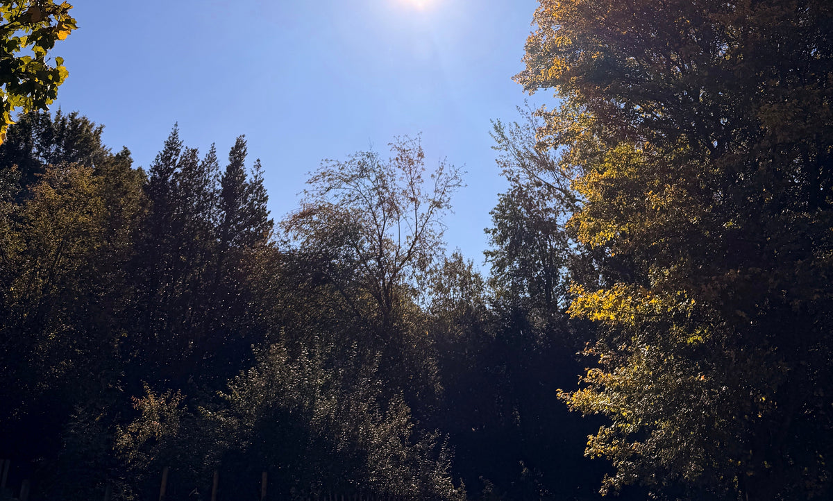 As We Reach the Autumn Equinox 🍂
