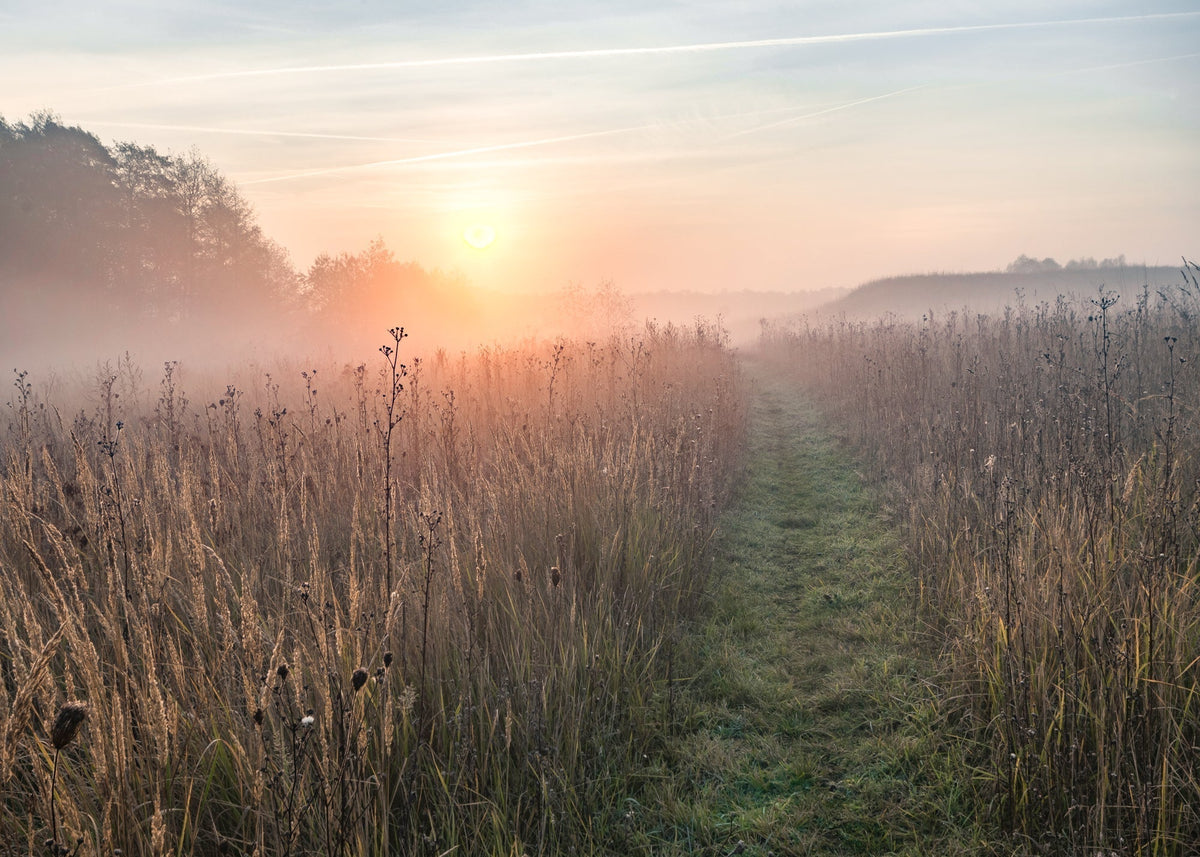 How Does Morning Mist Form