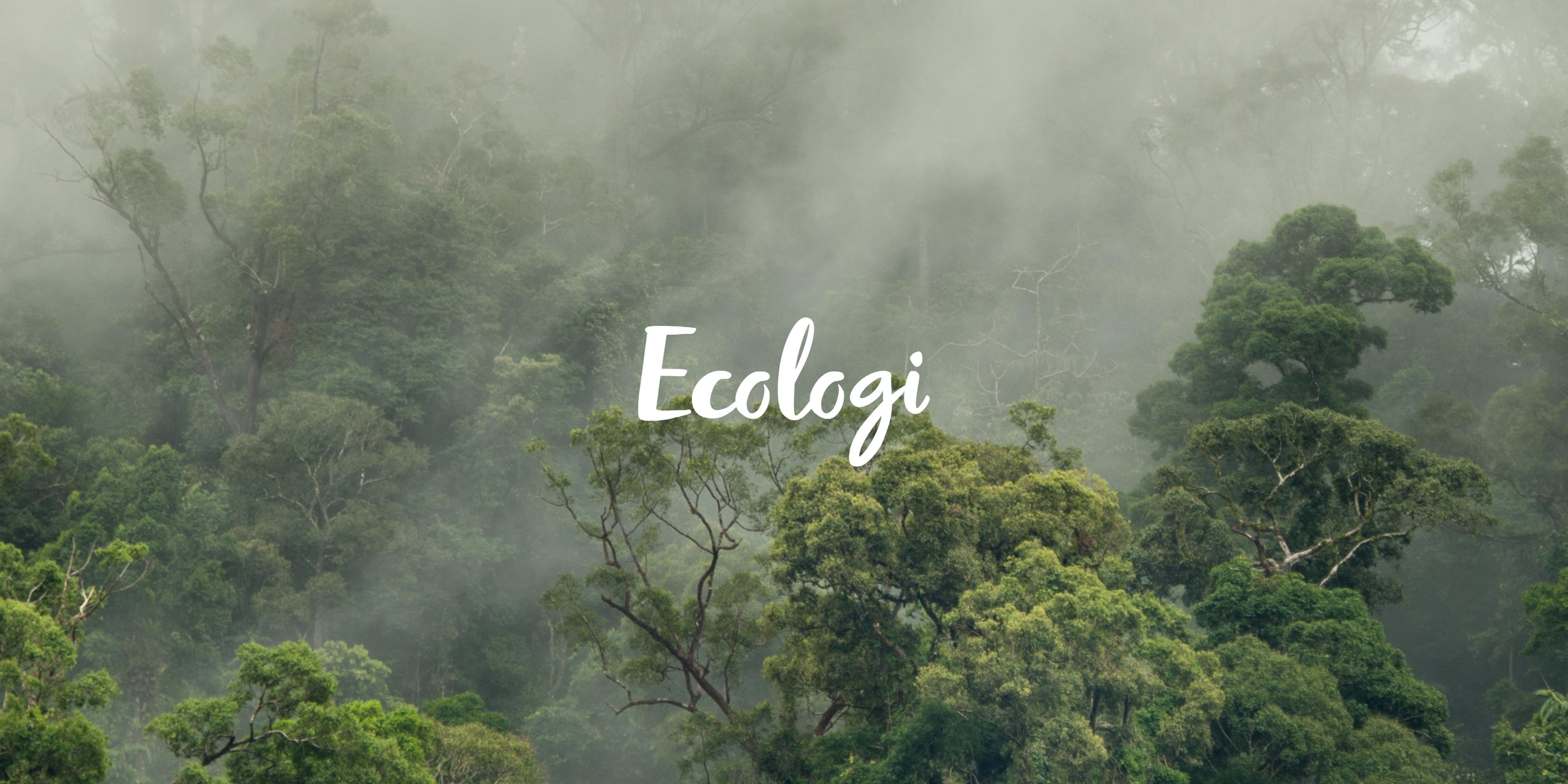 We plant a tree with every order. Ecologie. Rainforest in mist