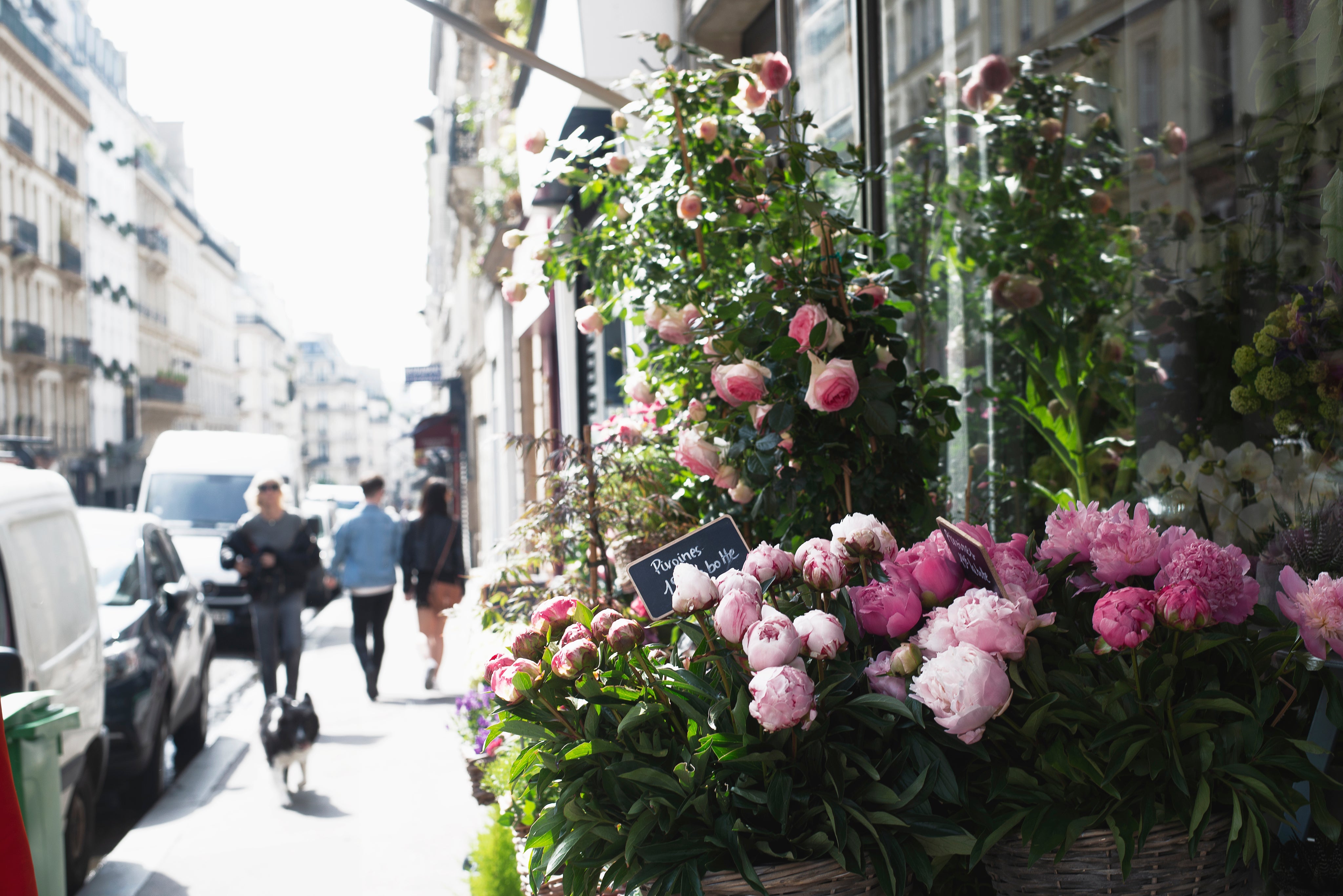 Peony Season, Chelsea in Bloom & A Special Spring Offer