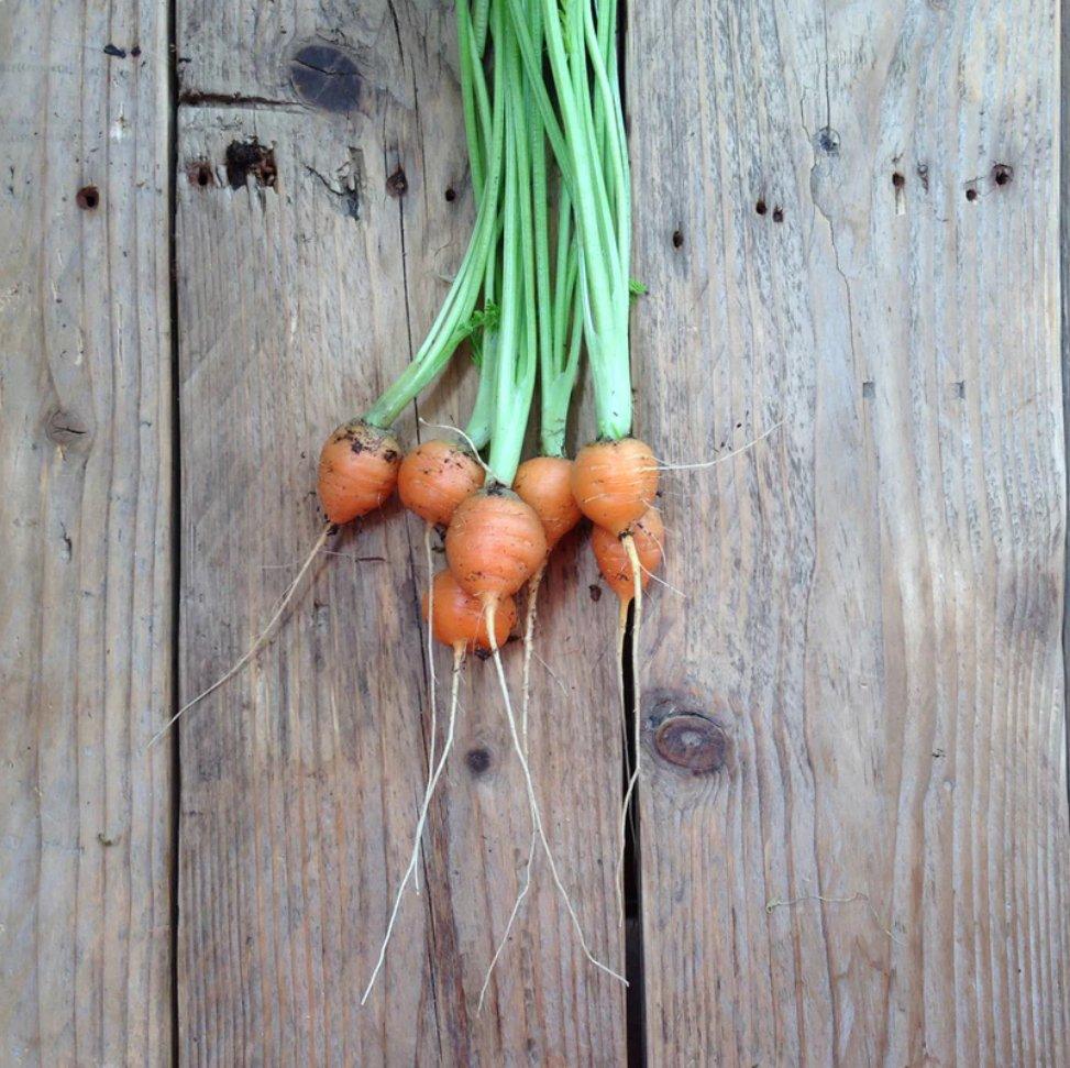 Carrot Paris Market Seeds - Botanic & Wild